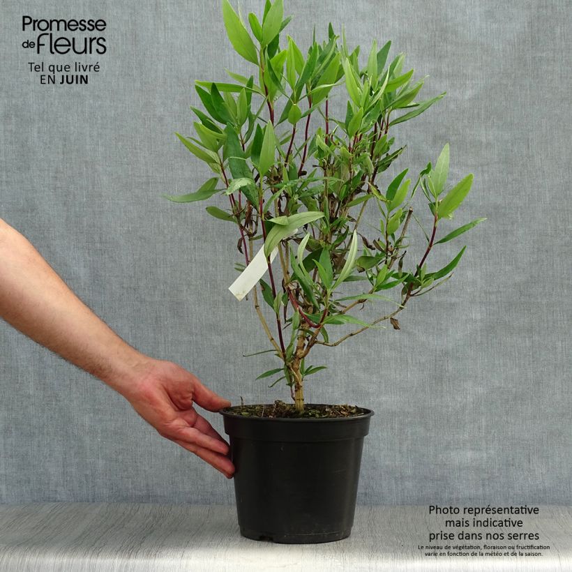 Spécimen de Carpenteria californica Bodnant - Carpentière de Californie Pot de 3L/4L tel que livré en été