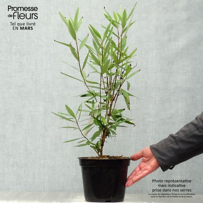 Spécimen de Carpenteria californica - Carpentière de Californie Pot de 3L/4LHauteur livrée env. 50/60cm tel que livré au printemps
