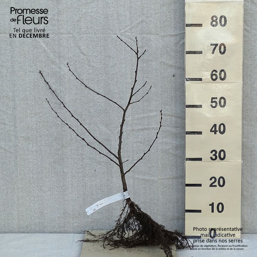 Spécimen de Carpinus betulus - Charme commun, Charmille  tel que livré en hiver