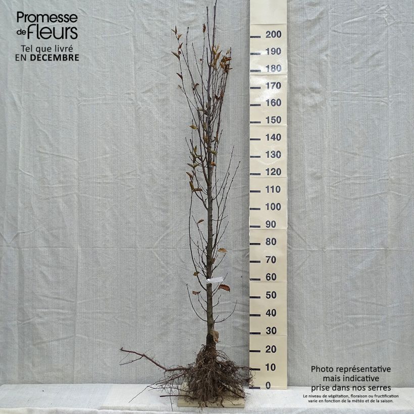 Spécimen de Carpinus betulus Fastigiata - Charme fastigié tel que livré en hiver