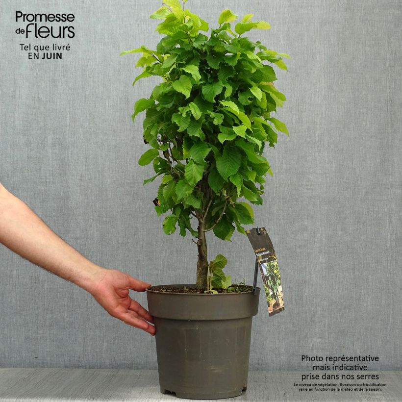 Spécimen de Carpinus betulus Fastigiata Monument - Charme commun fastigié - Pot de 7,5L/10L tel que livré au printemps