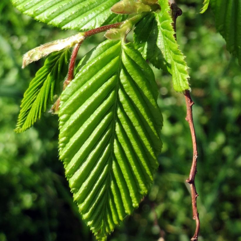 Carpinus betulus Lucas - Charme commun (Feuillage)