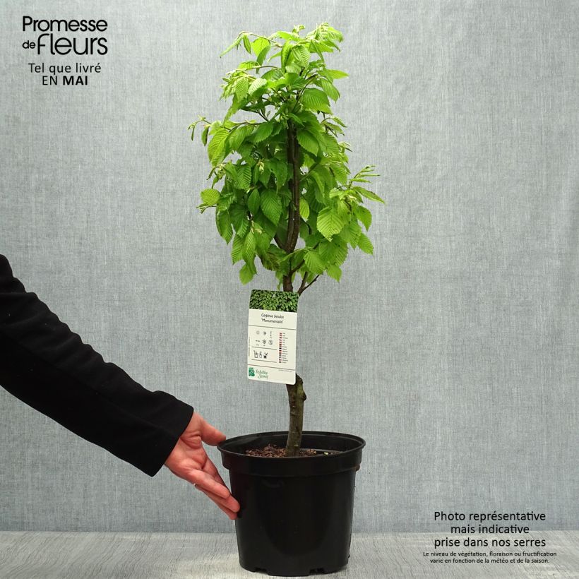 Spécimen de Carpinus betulus Monumentalis - Charme commun Pot de 3L/4L tel que livré au printemps