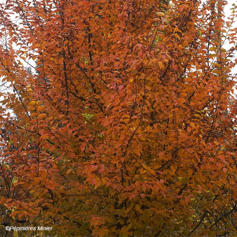 Carpinus betulus Orange Retz - Charme commun  (Feuillage)