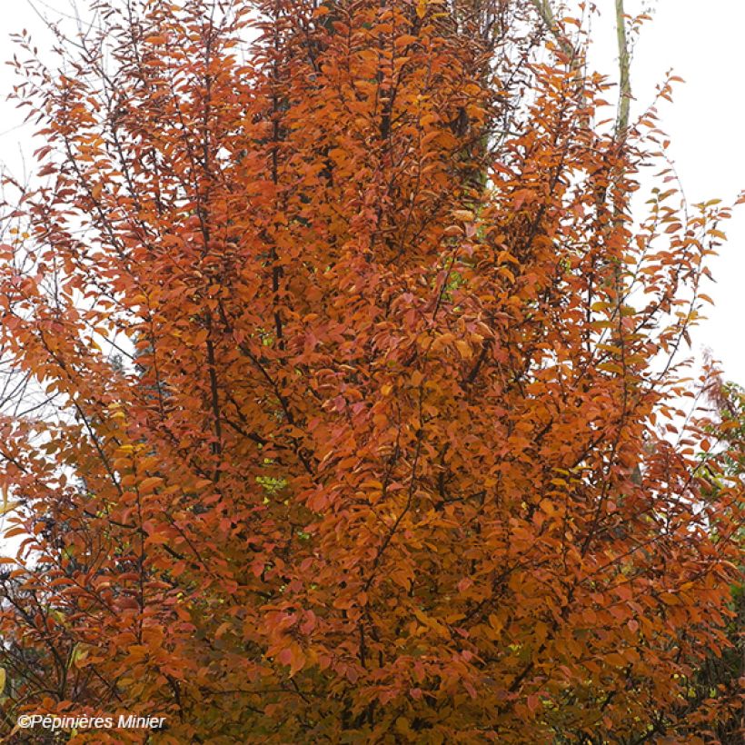 Carpinus betulus Orange Retz - Charme commun  (Port)