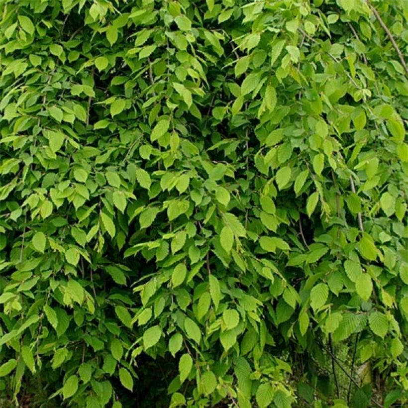 Carpinus betulus Pendula - Charme commun pleureur (Feuillage)