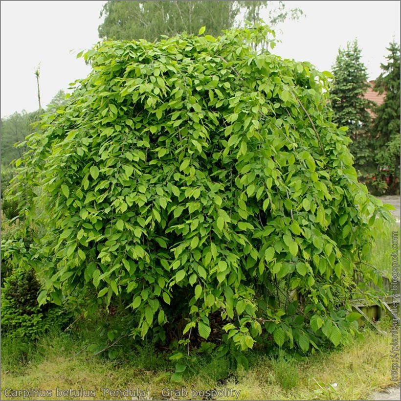 Carpinus betulus Pendula - Charme commun pleureur (Port)