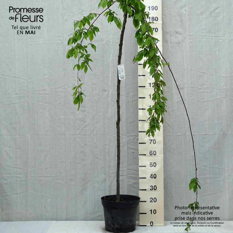 Spécimen de Carpinus betulus Pendula - Charme commun pleureur Pot de 12L/15L Tige tel que livré au printemps