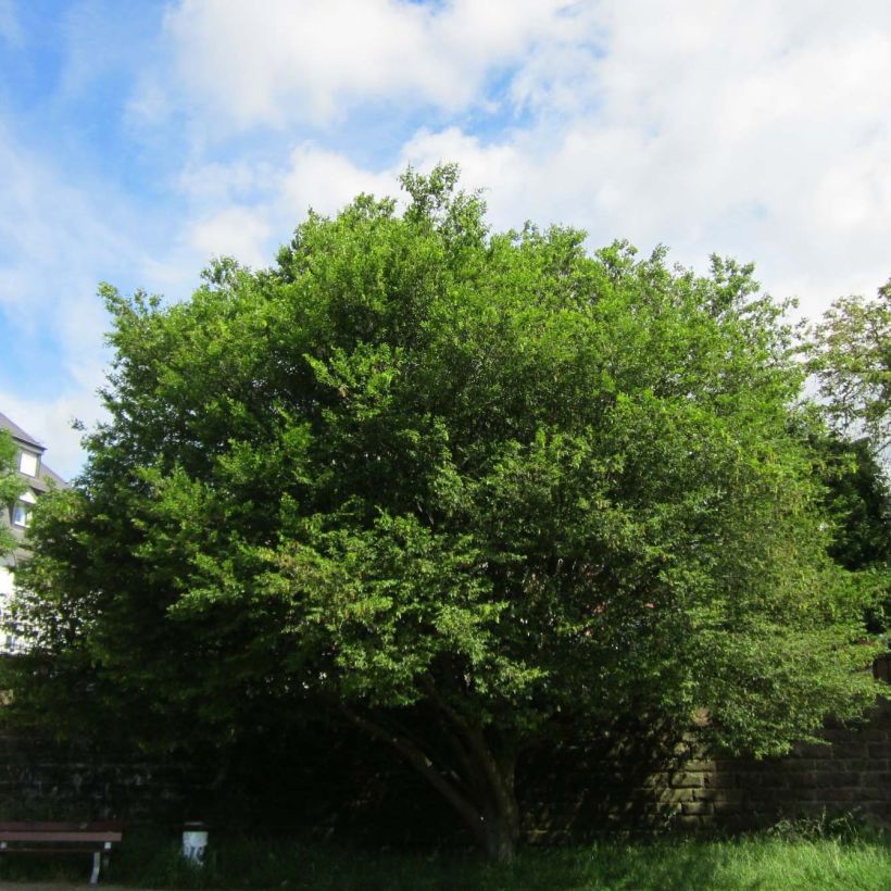 Carpinus betulus Quercifolia - Charme à feuilles de chêne (Port)