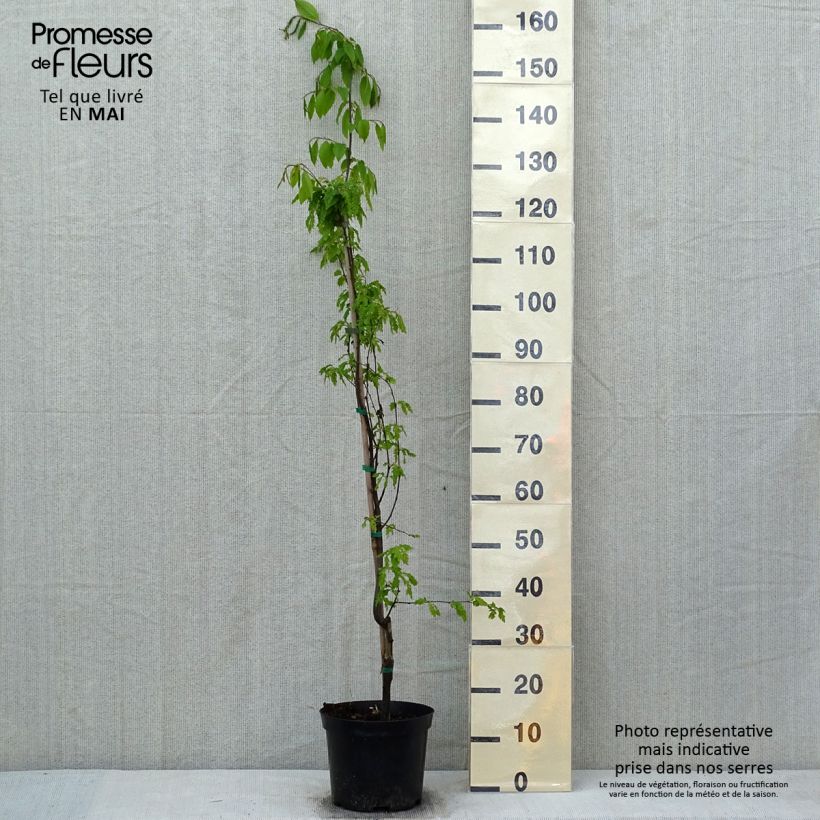 Spécimen de Carpinus betulus Quercifolia - Charme à feuilles de chêne Pot de 4L/5L tel que livré au printemps