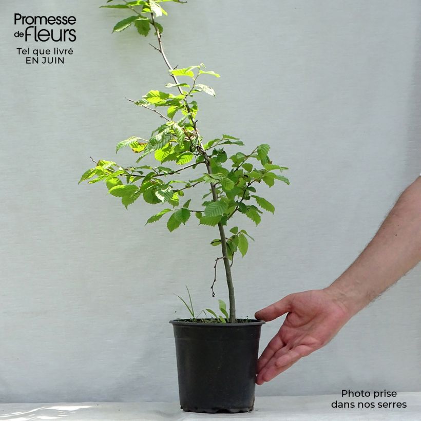 Spécimen de Carpinus betulus - Charme commun, Charmille  Pot de 2L/3L tel que livré en été