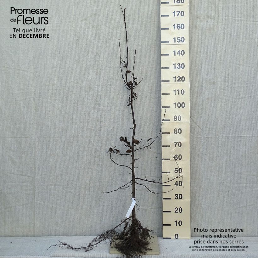 Spécimen de Carpinus betulus - Charme commun, Charmille  Petites Racines nuesHauteur livrée env. 120/150cm tel que livré en hiver