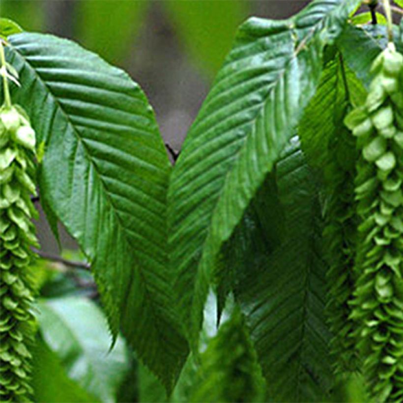 Carpinus fangiana - Charme de Fang (Feuillage)