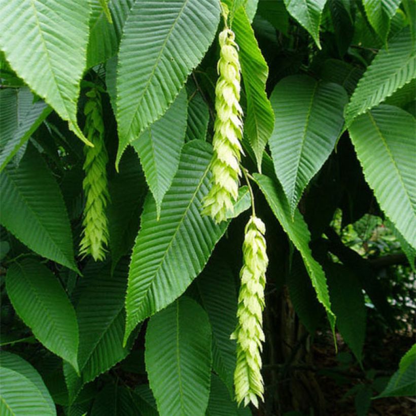 Carpinus fangiana - Charme de Fang (Floraison)