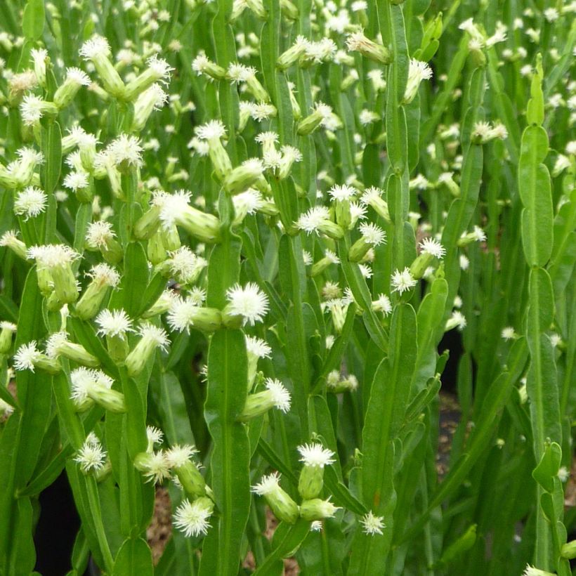 Baccharis genistelloides (Floraison)