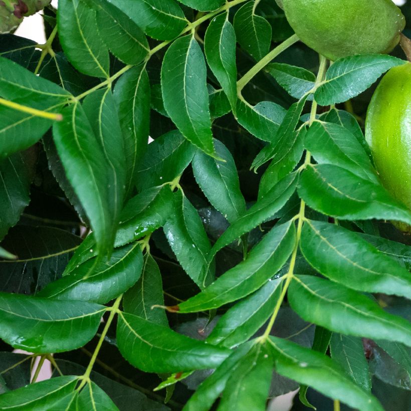 Carya illinoinensis Choctaw - Noix de Pécan - Pacanier (Feuillage)