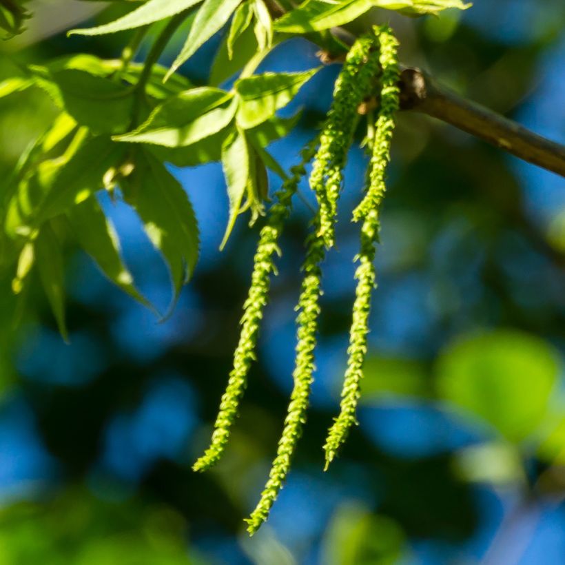 Carya illinoinensis Choctaw - Noix de Pécan - Pacanier (Floraison)