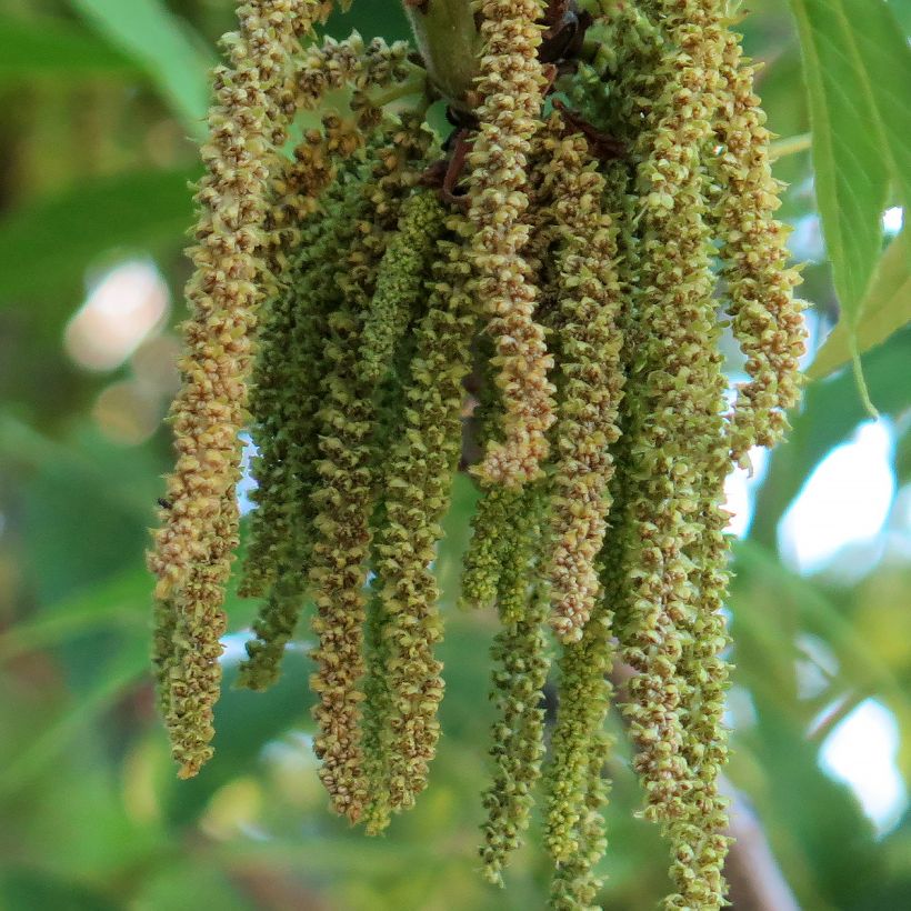 Carya illinoinensis Delmas - Noix de Pécan - Pacanier (Floraison)