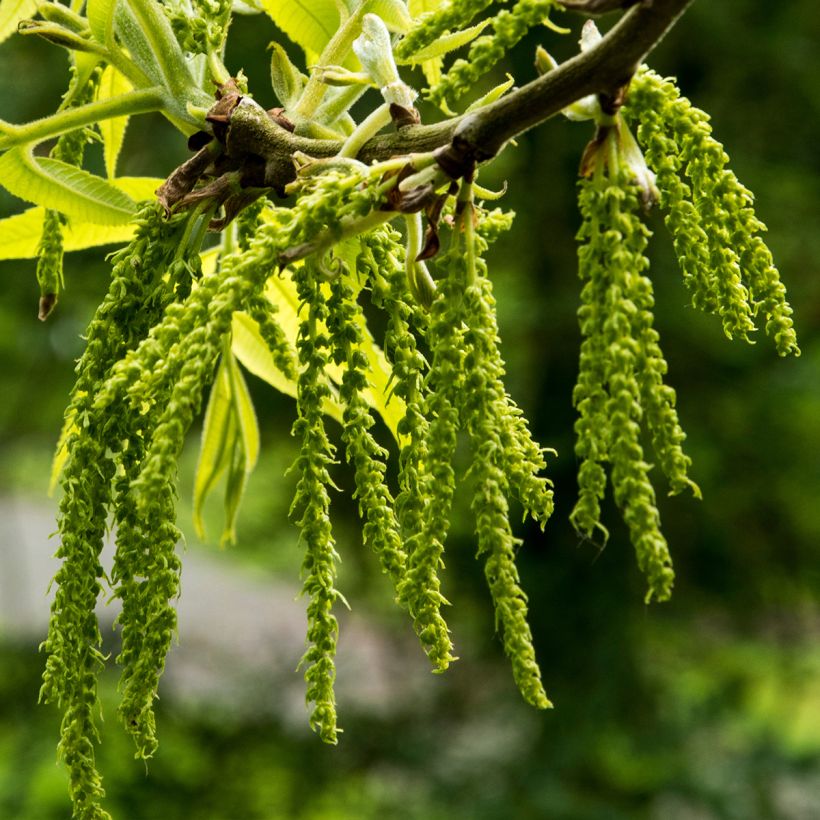 Carya illinoinensis Mohawk - Noix de Pécan - Pacanier (Floraison)