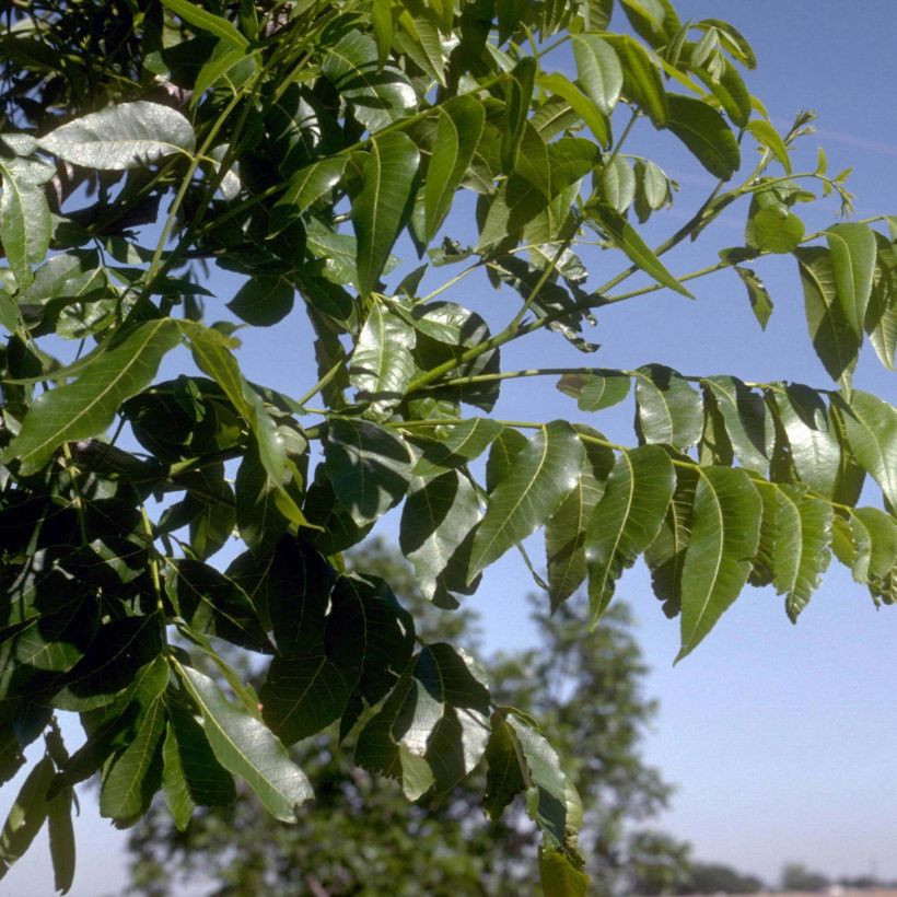 Carya illinoinensis - Noix de Pécan - Pacanier (Feuillage)