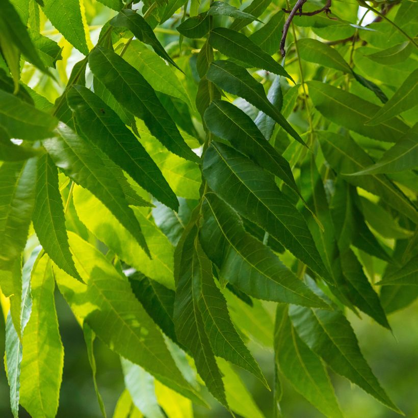 Carya illinoinensis Pawnee - Noix de Pécan - Pacanier (Feuillage)