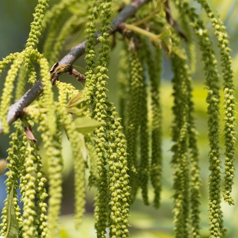 Carya illinoinensis Pawnee - Noix de Pécan - Pacanier (Floraison)