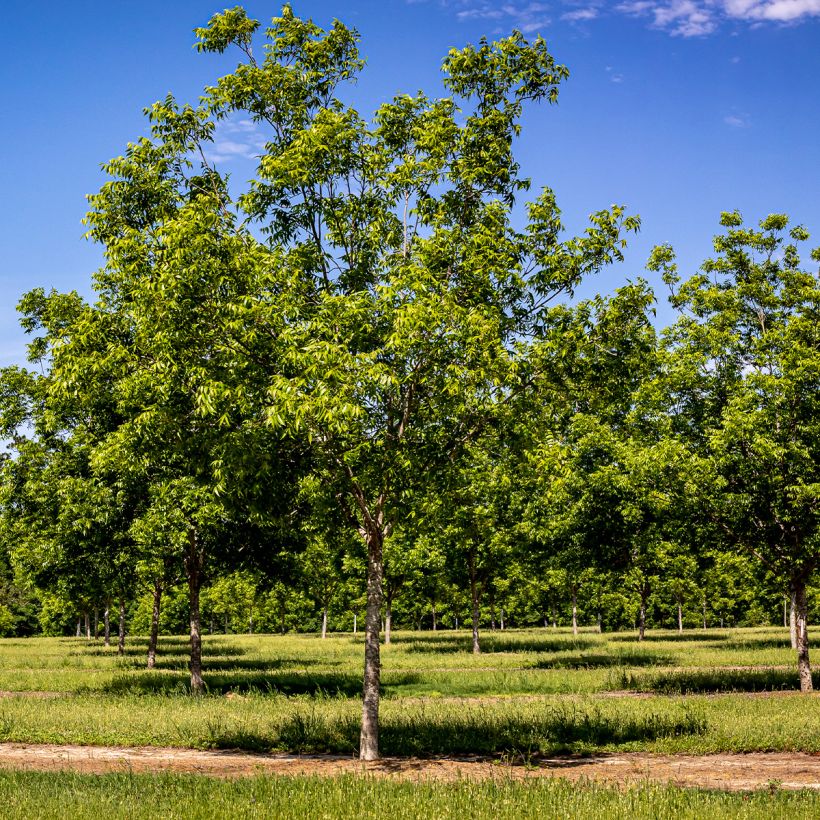 Carya illinoinensis Pawnee - Noix de Pécan - Pacanier (Port)