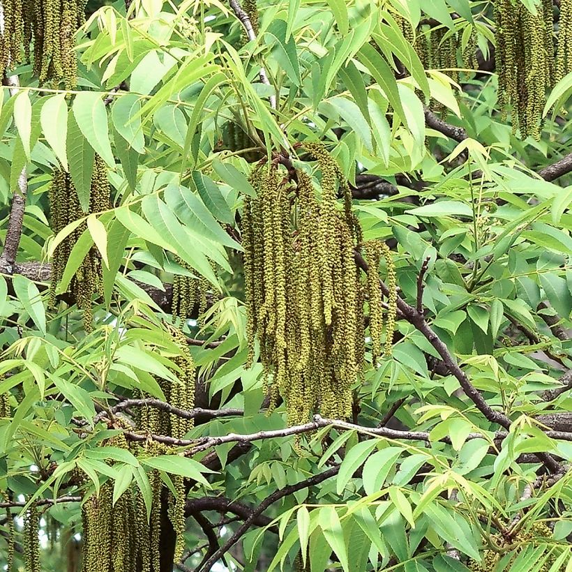 Carya illinoinensis Shoshoni - Noix de Pécan - Pacanier (Floraison)