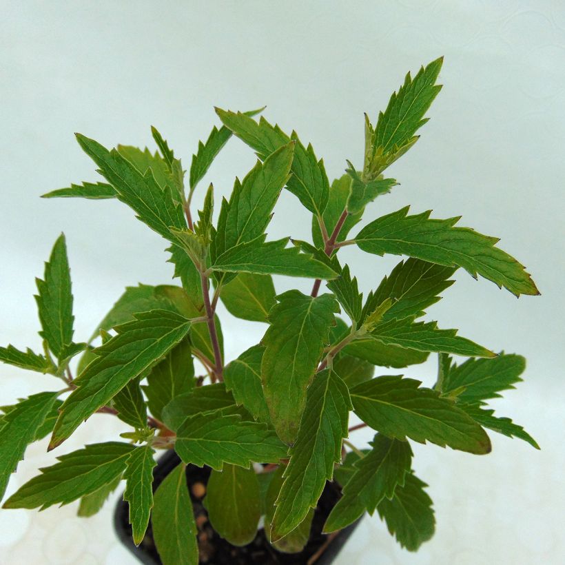 Caryopteris Grand Bleu - Spirée bleue  (Feuillage)