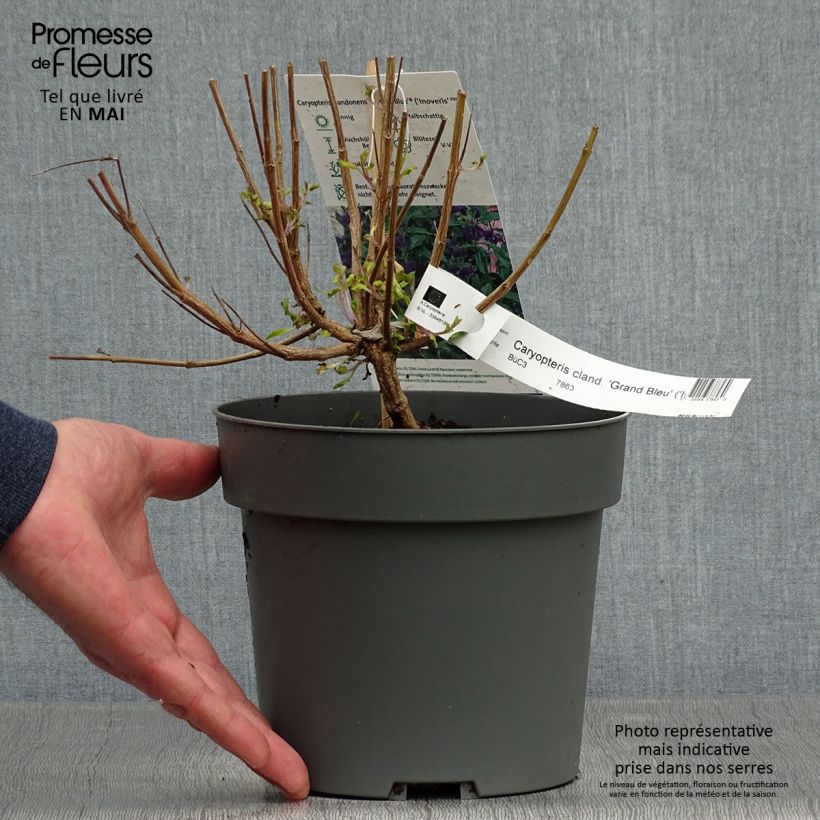 Spécimen de Caryopteris Grand Bleu - Spirée bleue en pot de 3,5L tel que livré au printemps
