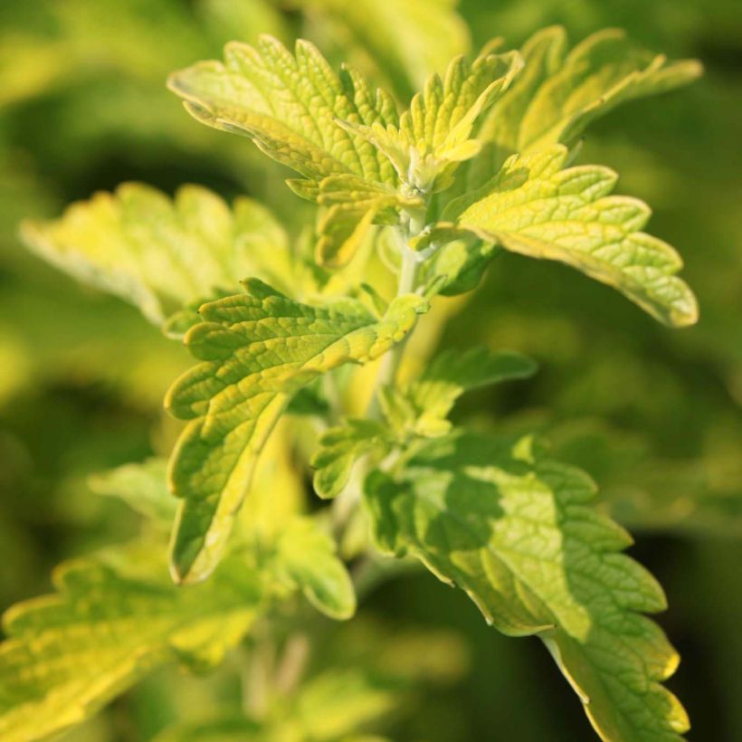 Caryopteris Hint of Gold (Feuillage)