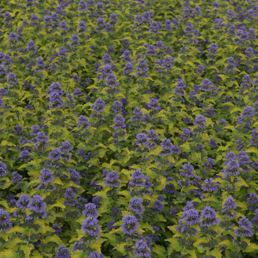 Caryopteris Hint of Gold (Floraison)