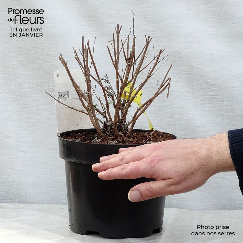 Spécimen de Caryopteris Petit Bleu - Spirée bleue Pot de 3L/4L tel que livré en hiver