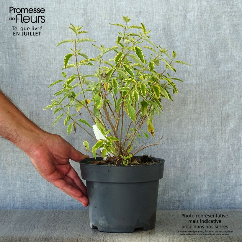 Spécimen de Caryopteris Summer Sorbet® - Spirée Bleue, Barbe-bleue Pot de 3L/4L tel que livré en été