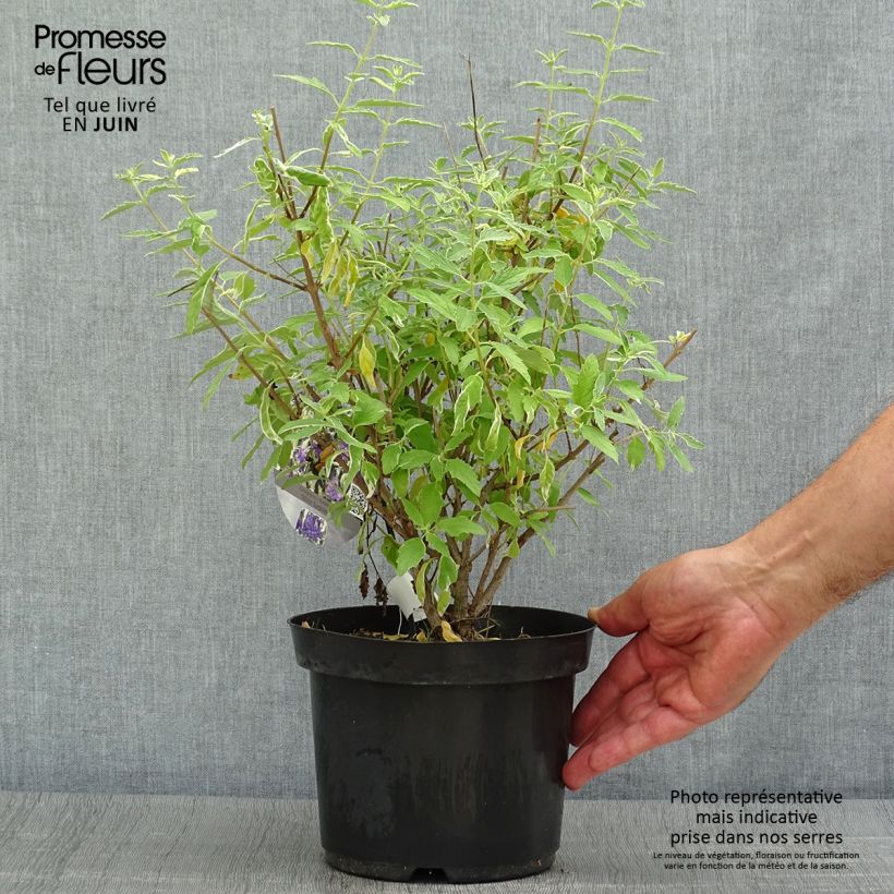 Spécimen de Caryopteris White Surprise - Spirée bleue, Barbe-bleue Pot de 2L/3L tel que livré en été