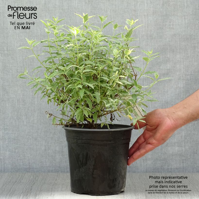 Spécimen de Caryopteris White Surprise - Spirée bleue, Barbe-bleue Pot de 2L/3L tel que livré au printemps