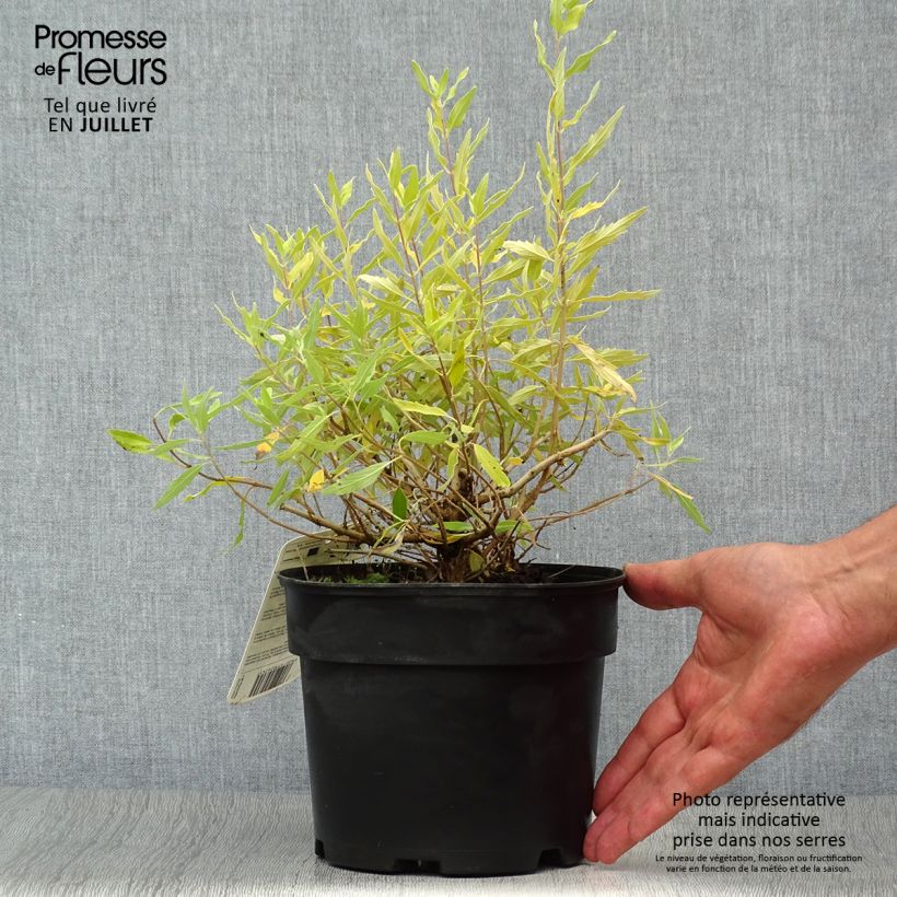 Spécimen de Caryopteris Worcester Gold - Spirée bleue, Barbe-bleue Pot de 2L/3L tel que livré en été