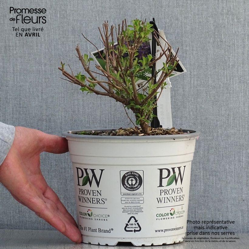 Spécimen de Caryopteris clandonensis Beyond Midnight - Spirée bleue - Pot de 3L/4L tel que livré au printemps