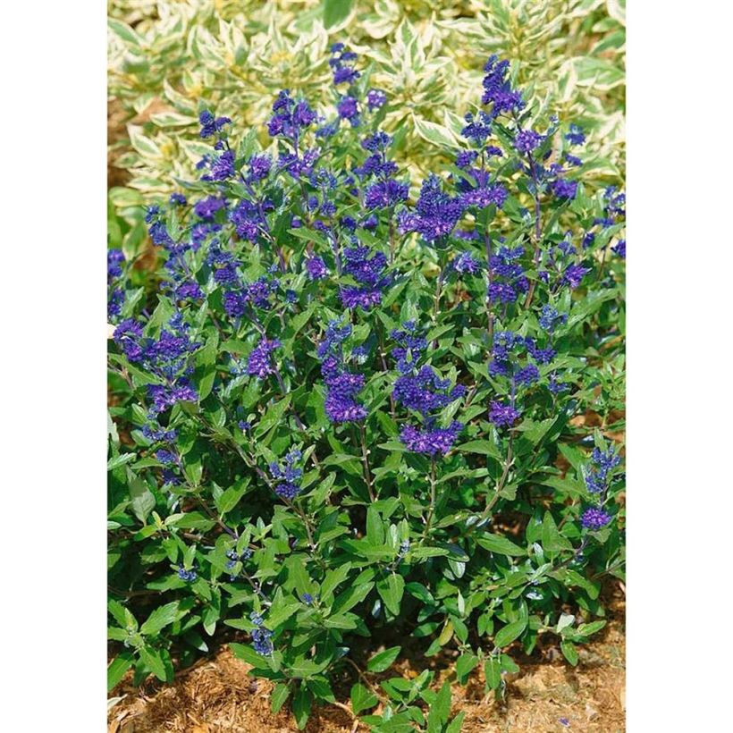 Caryopteris clandonensis First Choice - Spirée bleue (Port)