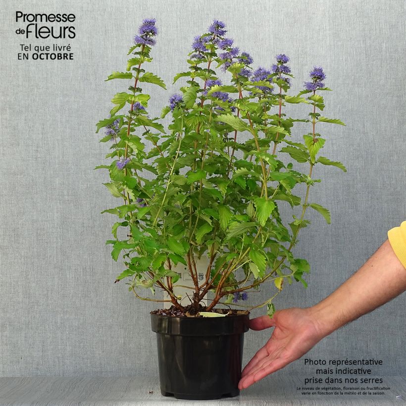 Spécimen de Caryopteris clandonensis Good as Gold - Spirée bleue Pot de 2L/3L tel que livré en automne
