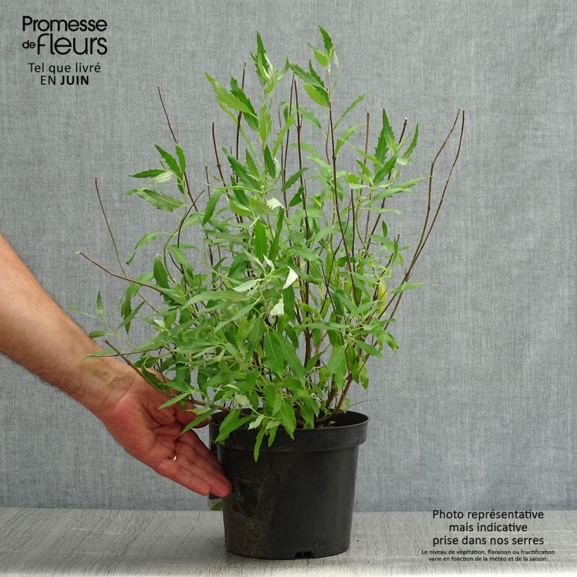 Spécimen de Caryopteris clandonensis Heavenly Blue - Spirée bleue Pot de 2L/3L tel que livré en été