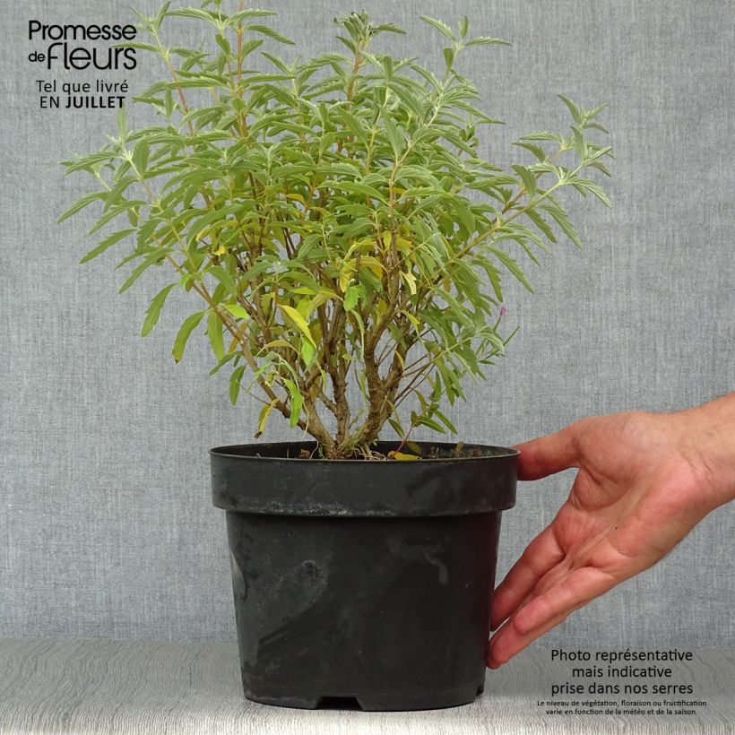 Spécimen de Caryopteris clandonensis Pink Perfection - Spirée bleue Pot de 2L/3L tel que livré en été