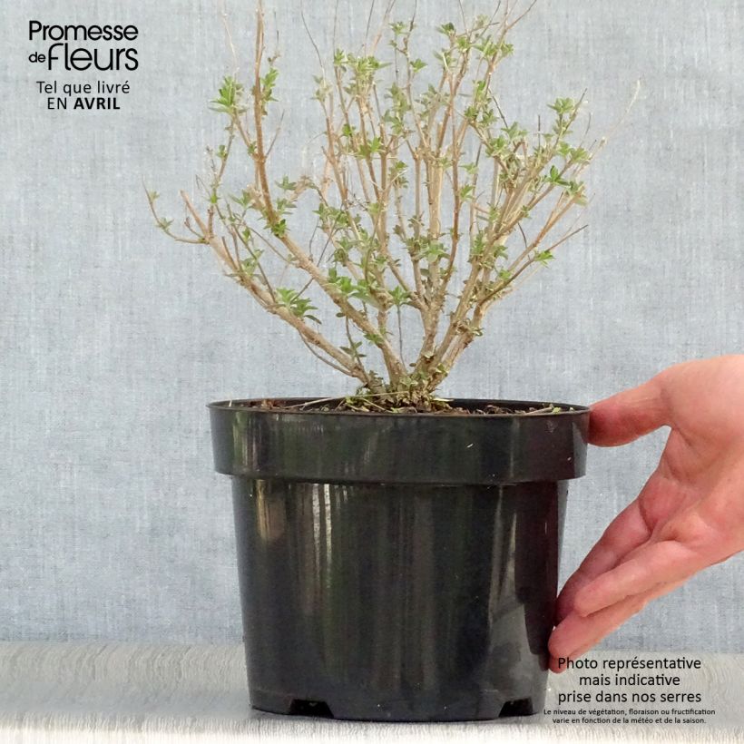 Spécimen de Caryopteris clandonensis Pink Perfection - Spirée bleue Pot de 2L/3L tel que livré au printemps