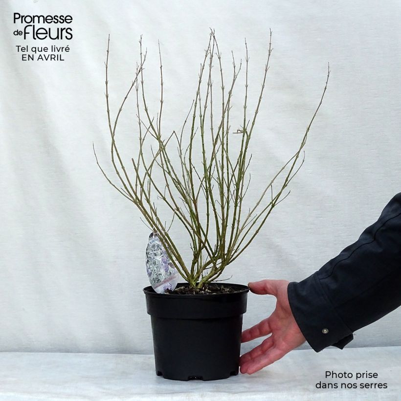 Spécimen de Caryopteris clandonensis Sterling Silver - Spirée bleue Pot de 2L/3L tel que livré au printemps