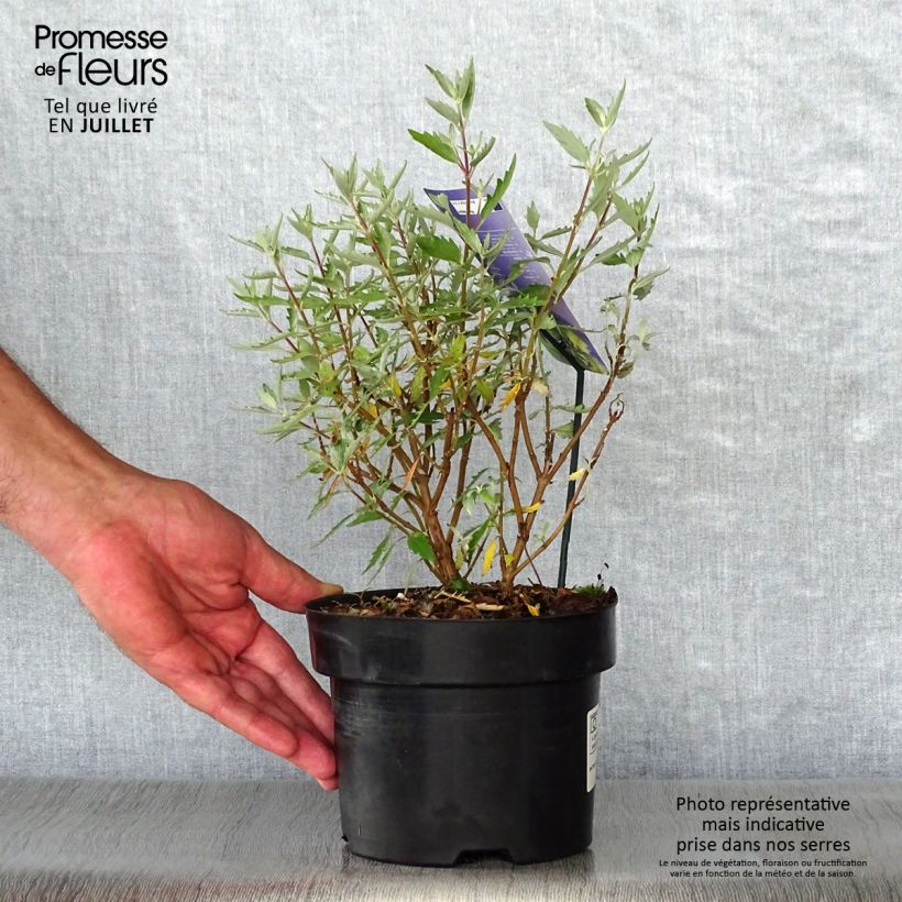 Spécimen de Caryopteris clandonensis Sterling Silver - Spirée bleue Pot de 2L/3L tel que livré en été