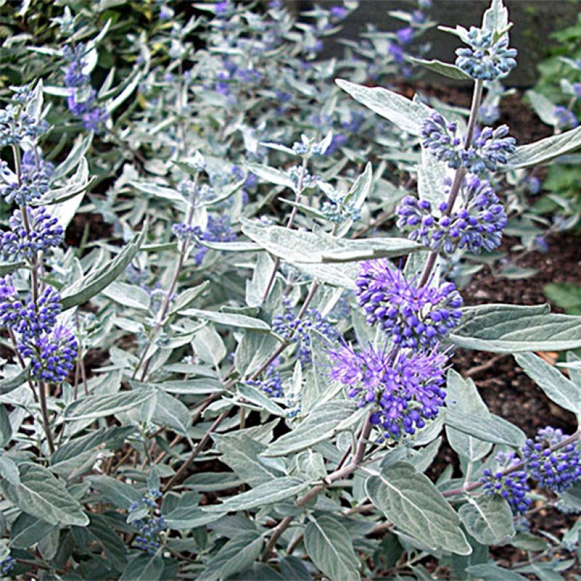 Caryopteris clandonensis Sterling Silver - Spirée bleue (Floraison)