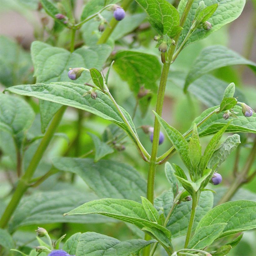 Caryopteris divaricata -  Spirée bleue (Feuillage)