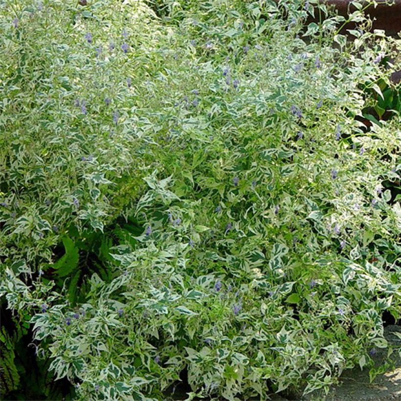 Caryopteris divaricata Electrum - Barbe bleue (Feuillage)