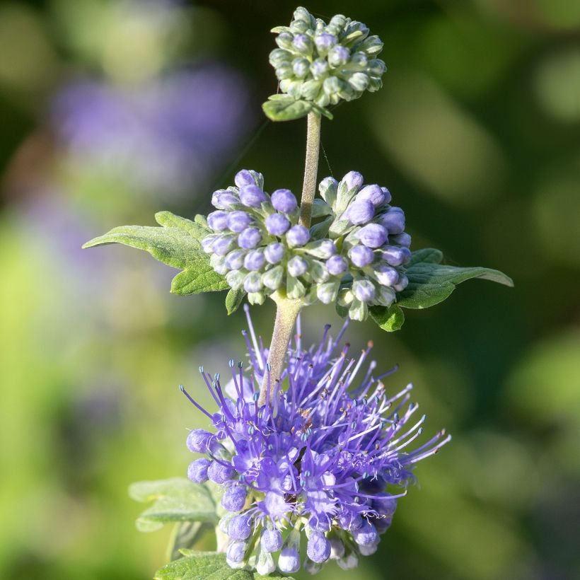 Caryopteris incana Sunny Blue - Spirée bleue, Barbe bleue (Floraison)