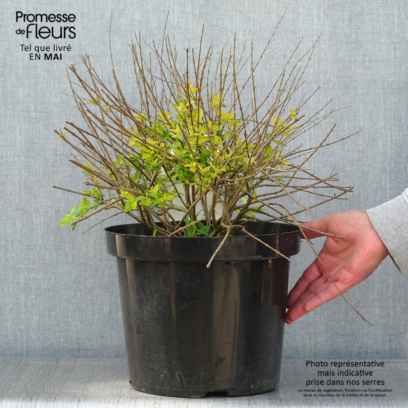 Spécimen de Caryopteris incana Sunshine Blue - Barbe-bleue, Spirée bleue Pot de 10L tel que livré au printemps